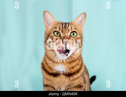 Gatto bengala primo piano lecca le labbra dopo aver mangiato Foto Stock