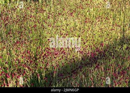 Sanguisorba, Sanguisorba officinalis su sfondo naturale. Flowes di burnett in giardino. La coltivazione di piante medicinali nel giardino. Foto Stock