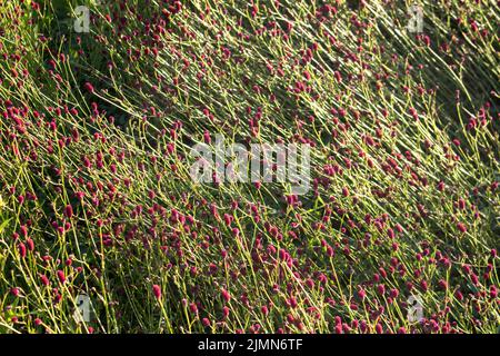 Sanguisorba, Sanguisorba officinalis su sfondo naturale. Flowes di burnett in giardino. La coltivazione di piante medicinali nel giardino. Foto Stock