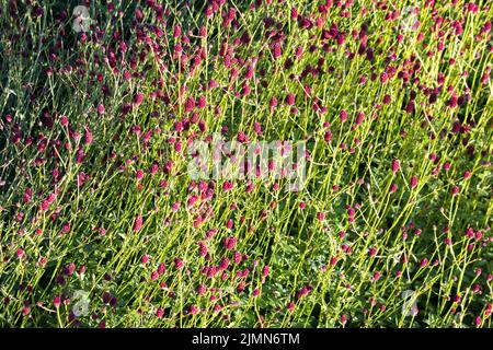 Sanguisorba, Sanguisorba officinalis su sfondo naturale. Flowes di burnett in giardino. La coltivazione di piante medicinali nel giardino. Foto Stock