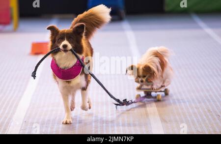 Sydney, Australia. 7th ago 2022. I cani sono visti su Dog Lovers Show a Sydney, Australia, 7 agosto 2022. Dopo una pausa di tre anni a causa della pandemia COVID-19, il più grande evento dedicato ai cani, il Dog Lovers Show, ha portato ancora una volta i fan dei cuccioli in un paradiso di divertimento furioso. I club di razza del cane che rappresentano più di 40 razze nello stato del nuovo Galles del Sud (NSW) hanno preso parte all'evento di due giorni del fine settimana, portando oltre 800 cani allo spettacolo, che offre una buona opportunità per educare, intrattenere e ispirare i proprietari e gli amanti del cane. Credit: HU Jingchen/Xinhua/Alamy Live News Foto Stock