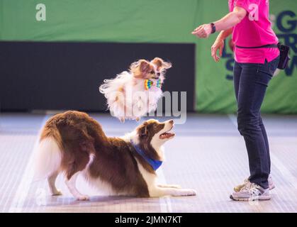 Sydney. 7th ago 2022. Foto scattata il 7 agosto 2022 mostra cani su Dog Lovers Show a Sydney, Australia. Dopo una pausa di tre anni a causa della pandemia COVID-19, il più grande evento dedicato ai cani, il Dog Lovers Show, ha portato ancora una volta i fan dei cuccioli in un paradiso di divertimento furioso. I club di razza del cane che rappresentano più di 40 razze nello stato del nuovo Galles del Sud (NSW) hanno preso parte all'evento di due giorni del fine settimana, portando oltre 800 cani allo spettacolo, che offre una buona opportunità per educare, intrattenere e ispirare i proprietari e gli amanti del cane. Credit: HU Jingchen/Xinhua/Alamy Live News Foto Stock