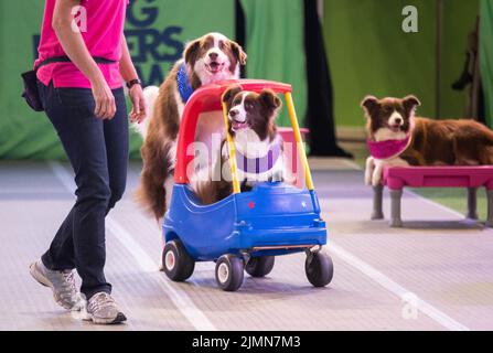 Sydney, Australia. 7th ago 2022. I cani sono visti su Dog Lovers Show a Sydney, Australia, 7 agosto 2022. Dopo una pausa di tre anni a causa della pandemia COVID-19, il più grande evento dedicato ai cani, il Dog Lovers Show, ha portato ancora una volta i fan dei cuccioli in un paradiso di divertimento furioso. I club di razza del cane che rappresentano più di 40 razze nello stato del nuovo Galles del Sud (NSW) hanno preso parte all'evento di due giorni del fine settimana, portando oltre 800 cani allo spettacolo, che offre una buona opportunità per educare, intrattenere e ispirare i proprietari e gli amanti del cane. Credit: HU Jingchen/Xinhua/Alamy Live News Foto Stock