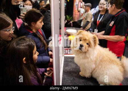 Sydney, Australia. 7th ago 2022. La gente visita il Dog Lovers Show a Sydney, Australia, 7 agosto 2022. Dopo una pausa di tre anni a causa della pandemia COVID-19, il più grande evento dedicato ai cani, il Dog Lovers Show, ha portato ancora una volta i fan dei cuccioli in un paradiso di divertimento furioso. I club di razza del cane che rappresentano più di 40 razze nello stato del nuovo Galles del Sud (NSW) hanno preso parte all'evento di due giorni del fine settimana, portando oltre 800 cani allo spettacolo, che offre una buona opportunità per educare, intrattenere e ispirare i proprietari e gli amanti del cane. Credit: HU Jingchen/Xinhua/Alamy Live News Foto Stock