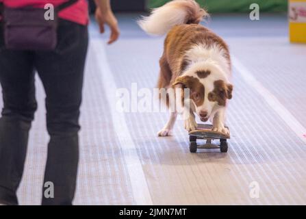 Sydney, Australia. 7th ago 2022. Un cane gioca skateboard sul Dog Lovers Show a Sydney, Australia, 7 agosto 2022. Dopo una pausa di tre anni a causa della pandemia COVID-19, il più grande evento dedicato ai cani, il Dog Lovers Show, ha portato ancora una volta i fan dei cuccioli in un paradiso di divertimento furioso. I club di razza del cane che rappresentano più di 40 razze nello stato del nuovo Galles del Sud (NSW) hanno preso parte all'evento di due giorni del fine settimana, portando oltre 800 cani allo spettacolo, che offre una buona opportunità per educare, intrattenere e ispirare i proprietari e gli amanti del cane. Credit: HU Jingchen/Xinhua/Alamy Live News Foto Stock