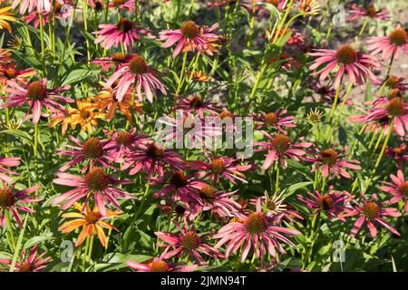 Echinacea fiore redconeflower per insetti e Bee amichevole giardino Foto Stock