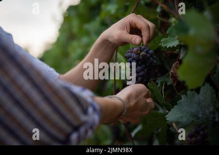 Primo piano delle mani di due agricoltori che raccolgono le uve, produzione di vino Foto Stock
