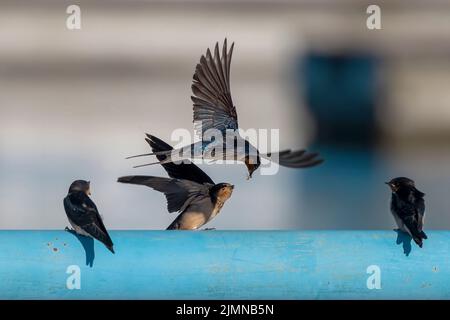 La stalla (Hirundo rustica) alimenta i giovani Foto Stock