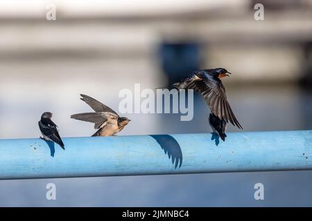 La stalla (Hirundo rustica) alimenta i giovani Foto Stock