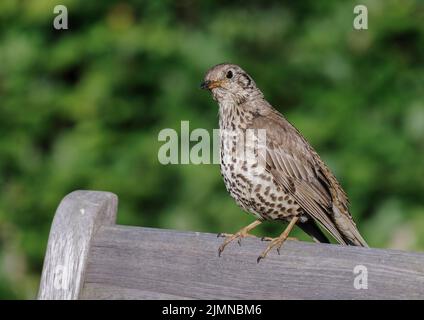 Song Thrush appollaiato sullo schienale di seduta in legno in giardino domestico con siepe di faggio fuori fuoco sullo sfondo. Foto Stock