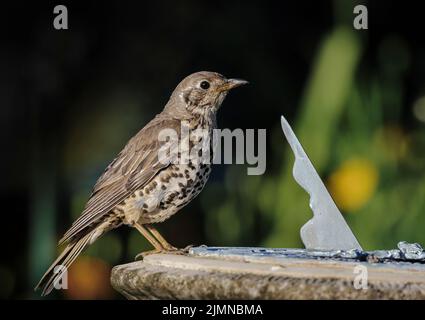 Canzone Thrush arroccato su pietra e bronzo meridiana nel giardino domestico con fogliame fuori fuoco in background. Foto Stock