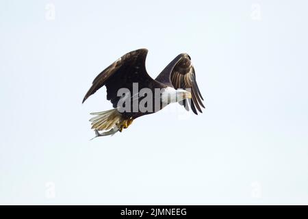 Aquila calva (Haliaeetus leucocephalus) in volo con pesce, sfondo pulito Foto Stock