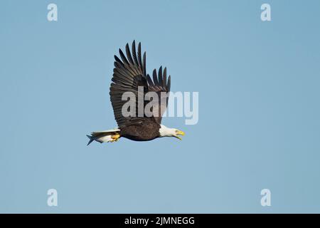 Aquila calva (Haliaeetus leucocephalus) in volo, chiamata, con pesci catturati Foto Stock