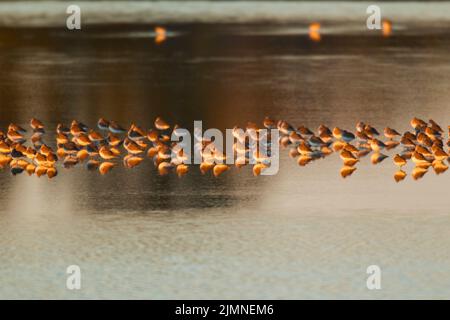 Gregge di Dunlin (Calidris alpina) alla luce della sera, riposandosi in acque poco profonde al tramonto Foto Stock