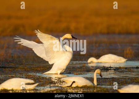 Tundra Swan (Cygnus columbianus) che allunga le sue ali Foto Stock