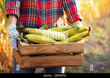 L'operaio di fattoria femminile tiene la cassa di legno con le pannocchie di mais Foto Stock