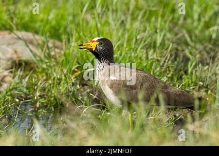 Lappata vattilata africana (Vanellus senegallus) a terra Foto Stock