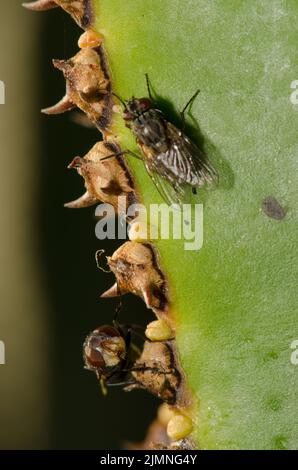 Comune bottiglia verde volare Lucilia sericata in basso e housefly Musca domestica in alto. Las Palmas de Gran Canaria. Isole Canarie. Spagna. Foto Stock