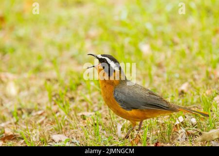 Robin-Chat (Cossypha heuglini) dal colore bianco sul campo che canta Foto Stock