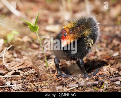 Un pulcino di un piede in un parco, Ziegeleipark Heilbronn, Germania, Europa Foto Stock