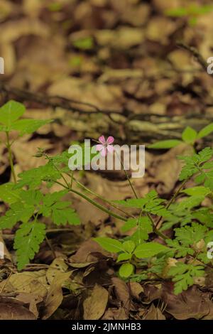 Un colpo verticale di una pianta robert erba con fiore viola Foto Stock