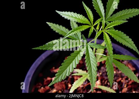 Cannabis pianta albero piantare su vaso su sfondo nero, primo piano foglia di cannabis, foglie di canapa marijuana seme albero cresce per THC CBD erbe cibo e medi Foto Stock