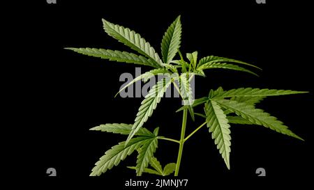 Cannabis pianta albero su sfondo nero, primo piano foglia di cannabis, foglie di canapa marijuana seme albero cresce per THC CBD erbe cibo e medico Foto Stock