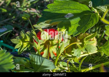 Vista ravvicinata delle fragole rosse sul ramo coltivato in giardino. Foto Stock