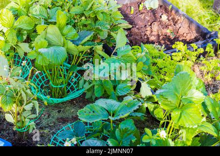 Vista ravvicinata del supporto per la coltivazione della boscaglia di fragole. Svezia. Foto Stock