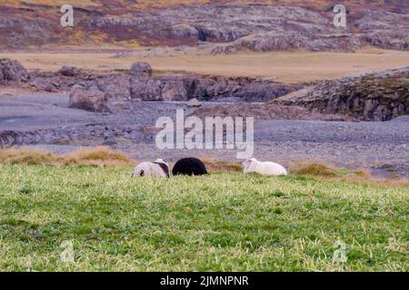 Pecora felice nelle montagne dell'Islanda Foto Stock