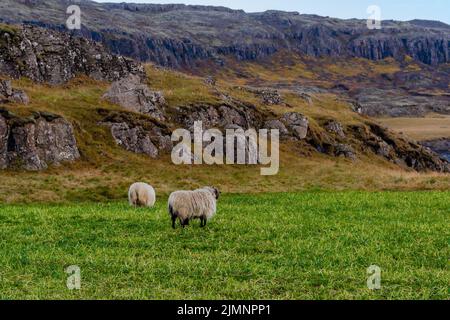 Pecora felice nelle montagne dell'Islanda Foto Stock