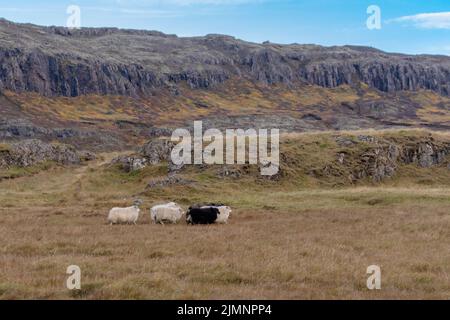 Pecora felice nelle montagne dell'Islanda Foto Stock