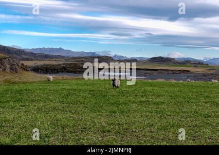 Pecora felice nelle montagne dell'Islanda Foto Stock