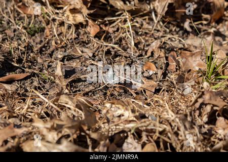 Skipper comune o bianco a scacchi (Pyrgus communis) con le sue ali aperte a terra Foto Stock