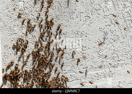 Molte api tornano all'alveare delle api. Sciame di api raccogliendo nettare da fiori. Miele sano biologico fattoria. Un sacco di api su un muro grigio Foto Stock
