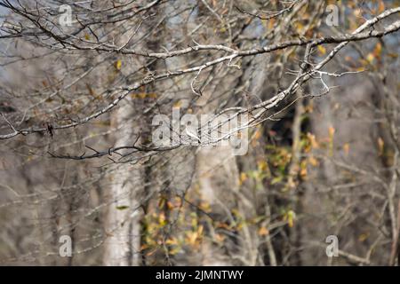 Maestoso foebe orientale (Sayornis phoebe) che guarda fuori dal suo persico su un ramo di albero Foto Stock