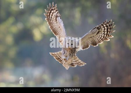 Un bellissimo gufo Urale che vola nell'aria in uno sfondo sfocato in una giornata di sole Foto Stock