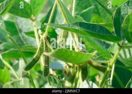 Glicina max foraggio e cultura tecnica nel campo. Attività agricole Foto Stock