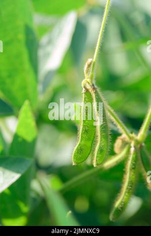 Glicina max foraggio e cultura tecnica nel campo. Attività agricole Foto Stock