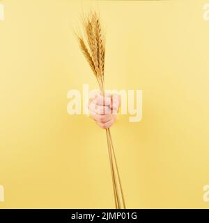 Persona irriconoscibile che tiene lo spikelet su sfondo giallo pastello Foto Stock