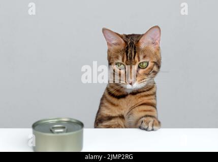 Nutrire un gatto bengala cibo da un metallo lattina Foto Stock