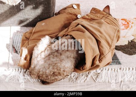 Adorabile gatto devon rex dormire. Foto Stock