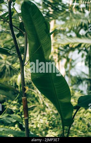 Banane su piante di banana vicino Moivaro Lodge Foto Stock