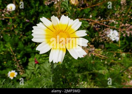 Glebionis coronaria in fiore Foto Stock