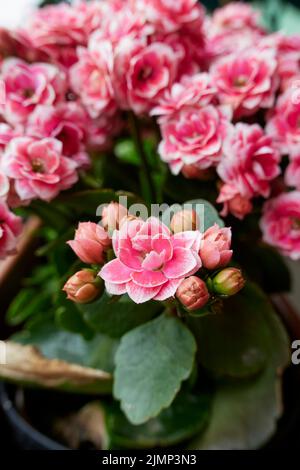 Kalanchoe fiore feldiana fiori colorati Foto Stock