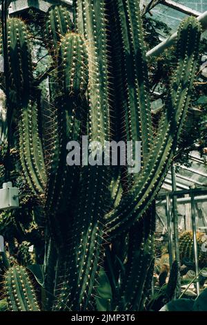 Cactus alti, Cereus repandus, il cactus peruviano di mele, conosciuto anche come cactus gigante del randello, cactus della barriera, cadushi e kayak. Foto Stock