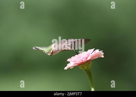 Femmina rubino gummingbird Archilochus colubris che si nutra su un fiore di zinnia Foto Stock