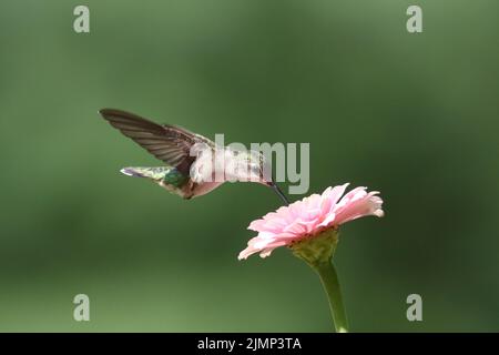 Femmina rubino gummingbird Archilochus colubris che si nutra su un fiore di zinnia Foto Stock