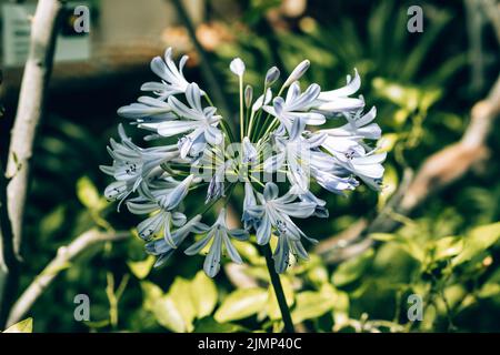 Giglio blu, giglio africano, Agapanthus comune (Agapanthus praecox ssp. Orientalis) Foto Stock