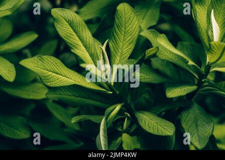 Latte africano bush; lat.: Euphorbia grantii Foto Stock